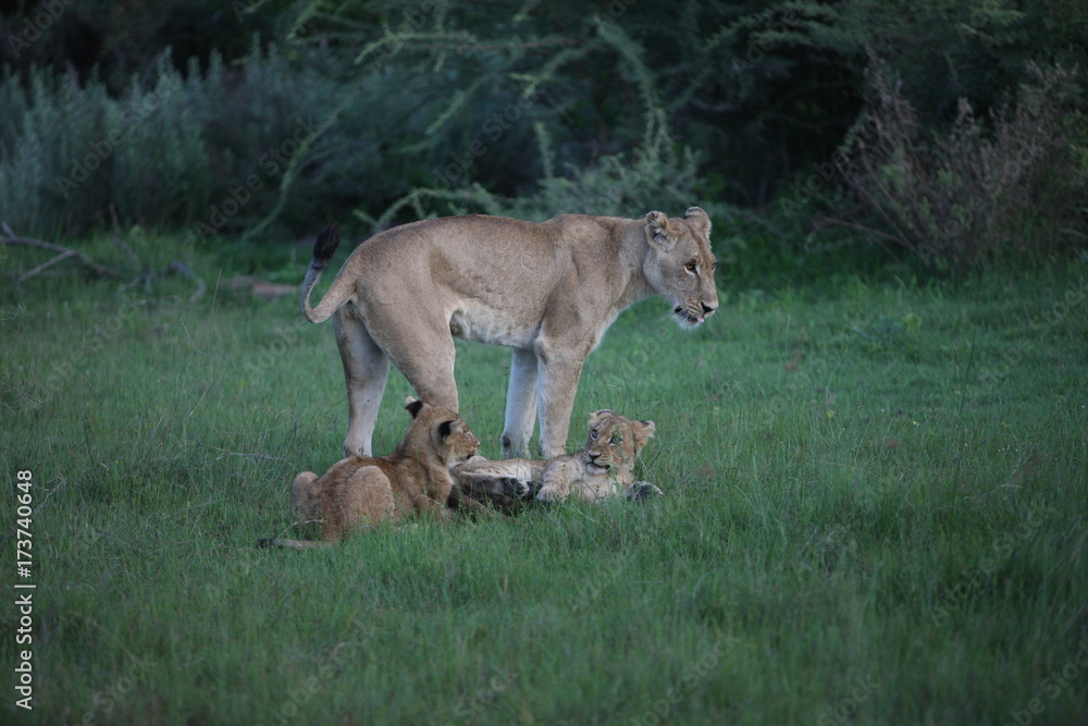 Lion wild dangerous mammal africa savannah Kenya