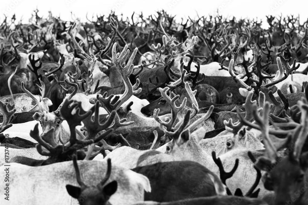 Reindeer migrate for a best grazing in the tundra nearby of polar circle. Yamal peninsula, Siberia. Reindeer migrate for a best grazing in the tundra nearby of polar circle. Yamal peninsula, Siberia.