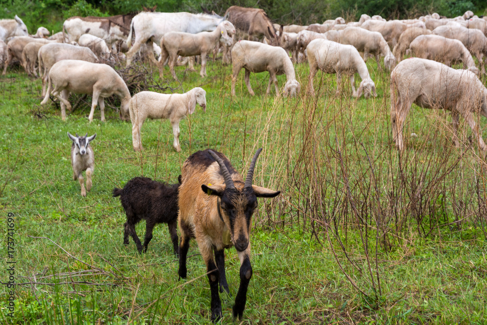 Flock of sheeps grazing in a hill Flock of sheeps grazing in a hill