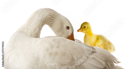 white goose and goosling (Anser anser domesticus) isolated on a white background photo