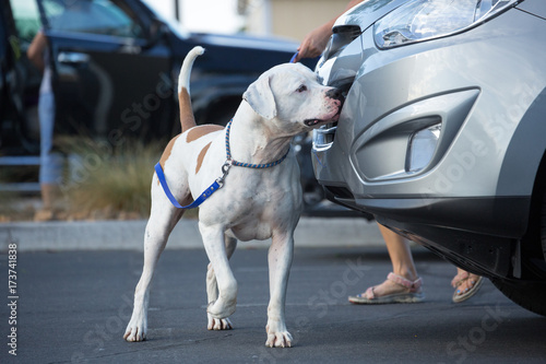 Fototapeta Naklejka Na Ścianę i Meble -  American bulldog doing k9 nose work