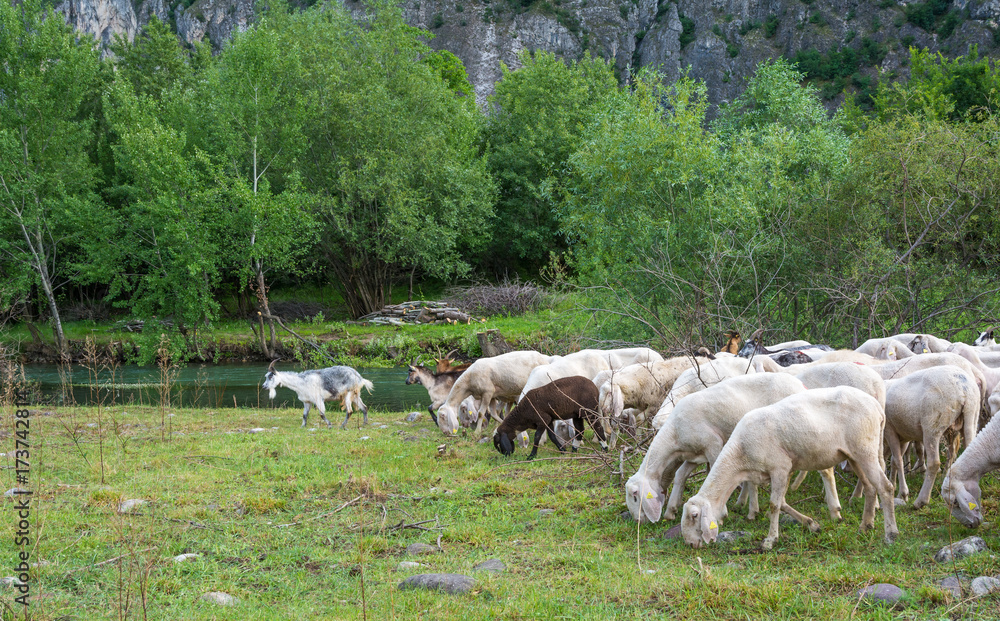 Flock of sheeps grazing in a hill Flock of sheeps grazing in a hill