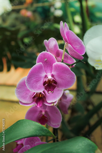 Pink orchid flowers.