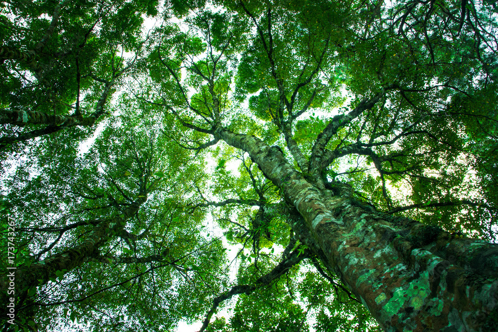 Fototapeta premium Up view green Trunk and tree branches abstract nature background