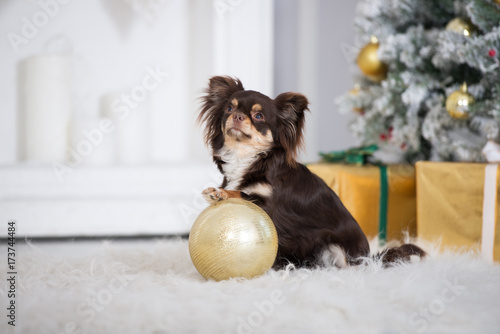 Fototapeta Naklejka Na Ścianę i Meble -  brown chihuahua dog posing for Christmas indoors