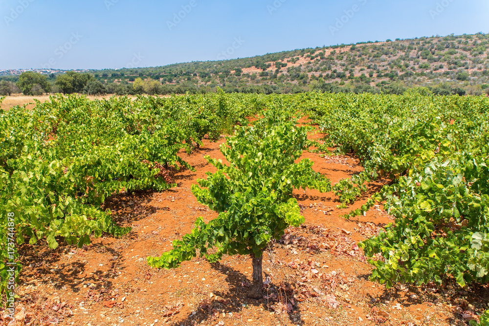 Rows of grape plants with mountain in Portugal