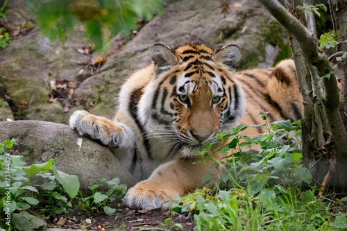 Siberian tiger panthera tigris altaica in zoo