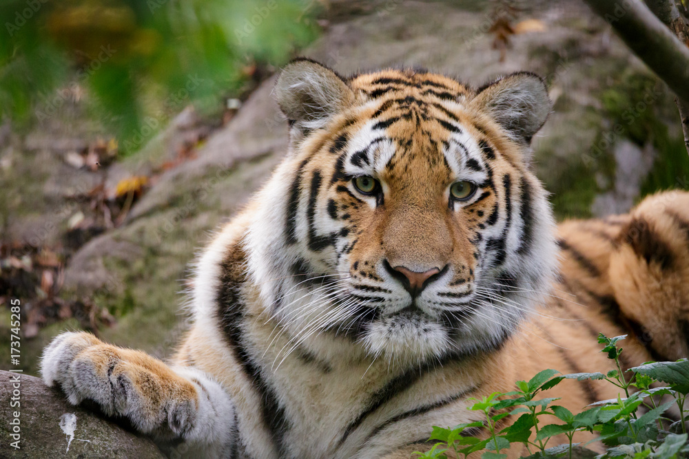 Siberian tiger panthera tigris altaica in zoo Siberian tiger panthera tigris altaica in zoo