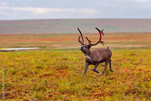Avka is a general name for domesticated reindeer. Herd of reindeer grazes in the tundra nearby of polar circle. photo
