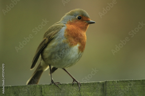 robin on fence