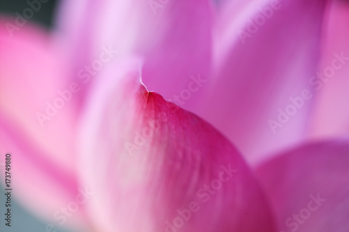 extreme macro of lotus petal flower