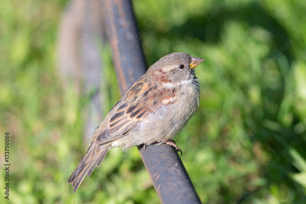 portrait of a sparrow closeup portrait of a sparrow closeup