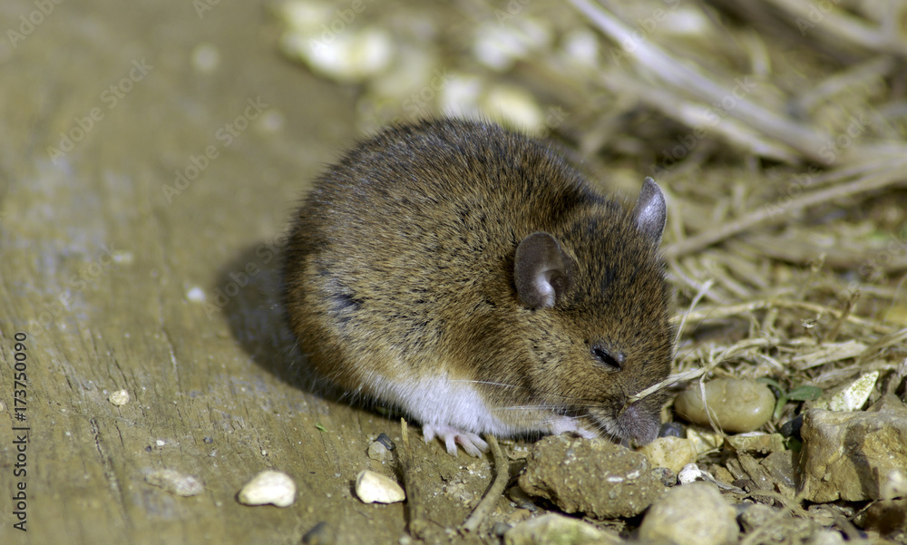 Wild vote / field mouse Wild vote / field mouse