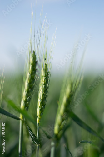 Green wheat