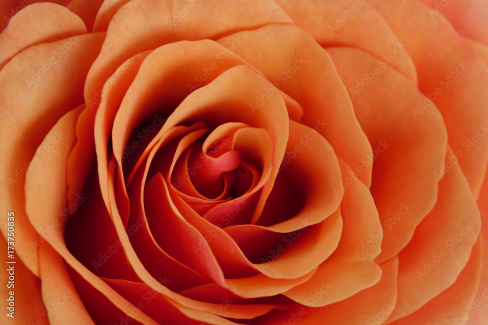 Orange rose closeup floral background pattern.