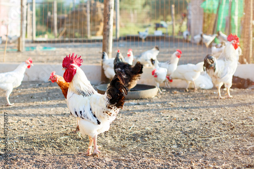 Chicken on a poultry farm.
