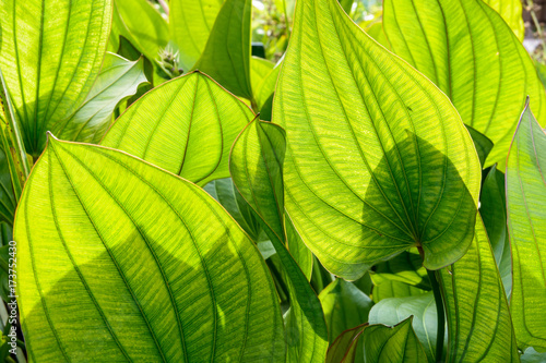 Large green leaves with backlight showing texture and veins.