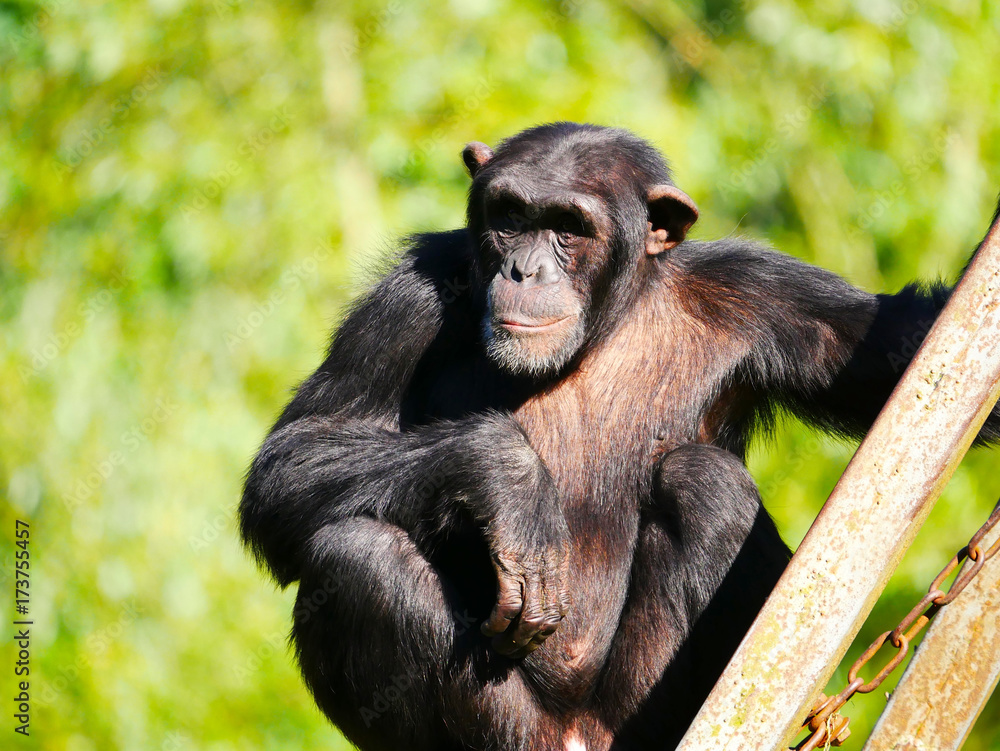 Naklejka premium Chimpanzé