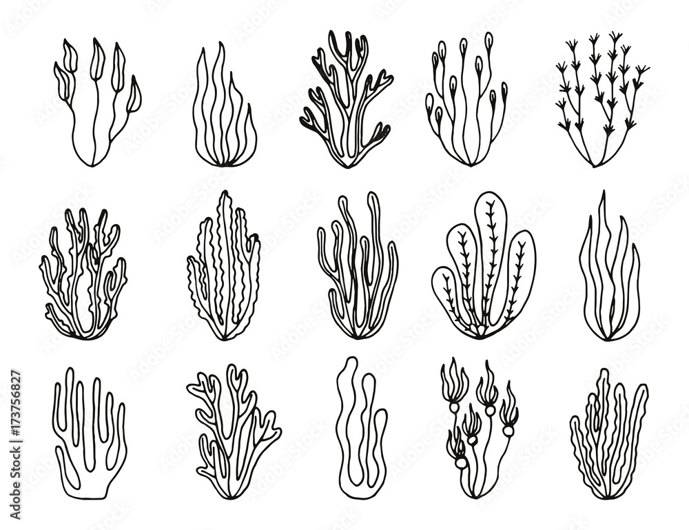algae sketch vector set. hand drawing isolated Stock Vector | Adobe Stock