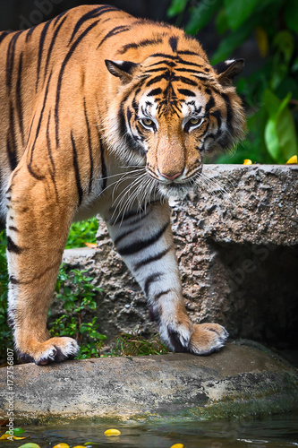 Close up tiger.