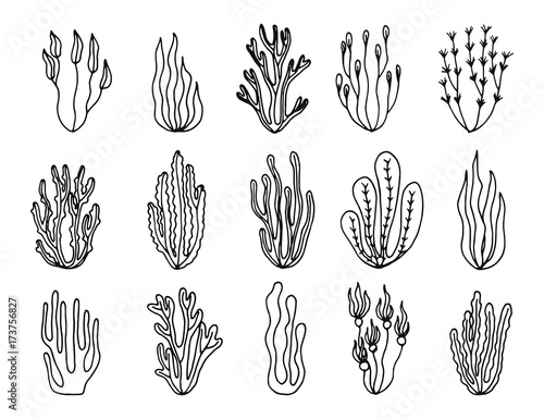 algae sketch vector set. hand drawing isolated