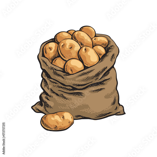 Burlap sack full of ripe potato, hand drawn, sketch style vector illustration isolated on white background. Hand drawn full burlap potato sack, isolated vector illustration