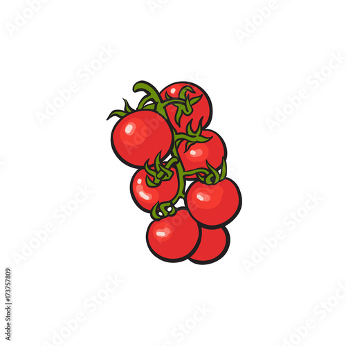 Fresh red vine tomatoes, sketch style vector illustration isolated on white background. Realistic hand drawn ripe red vine tomatoes, vector illustration