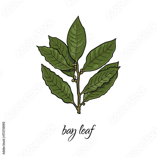 vector flat cartoon sketch style hand drawn bay leaves branch image. Isolated illustration on a white background. Spices , seasoning, flavorings and kitchen herbs concept.