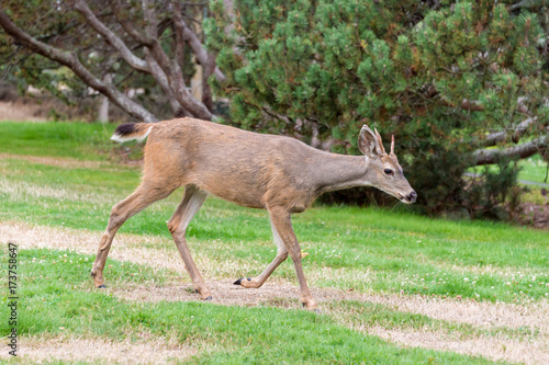 Female black tailed deer in Beacon Hill Park  Victoria  British Columbia  Canada