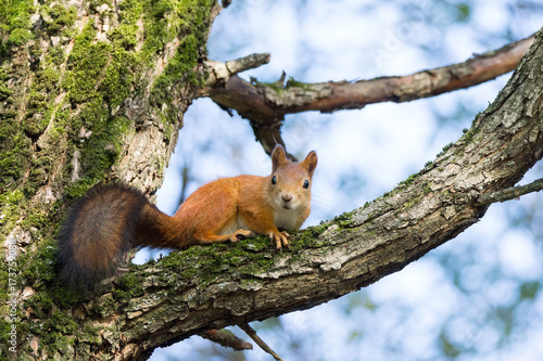 squirrel on a branch © alexbush