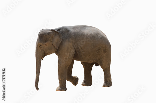 Elephant isolated.