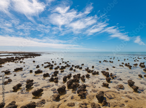 The Stromatolites in the Area of Shark Bay, Western Australia. Australasia