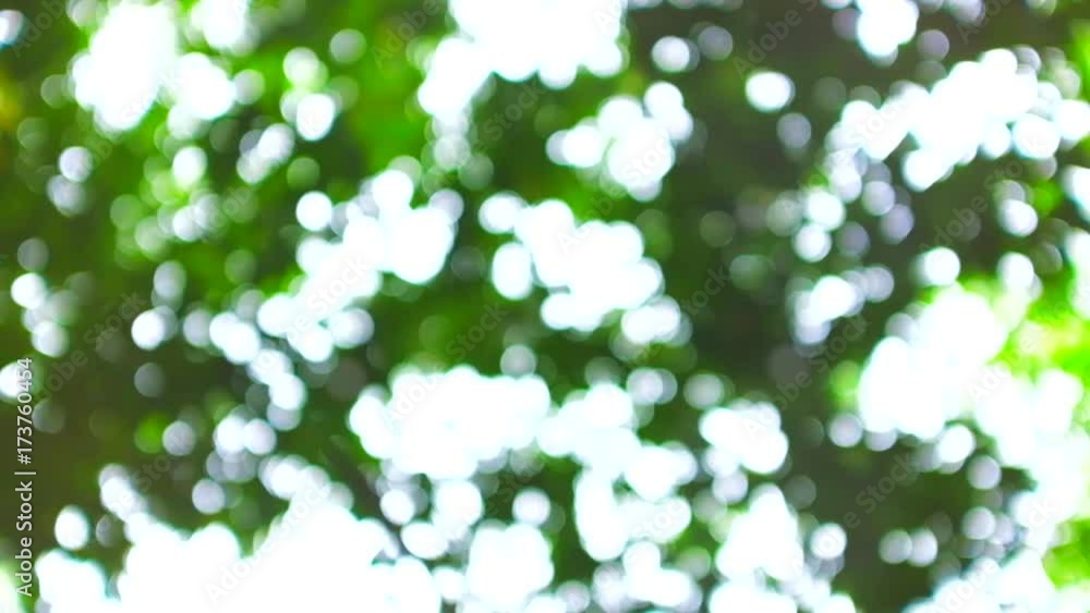 Abstract looking up view to blurred tree branch with green bokeh. Abstract looking up view to blurred tree branch with green bokeh.