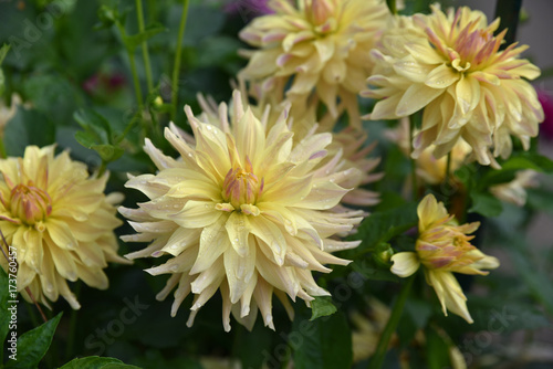 Fototapeta Naklejka Na Ścianę i Meble -  Dahlia jaune en été au jardin