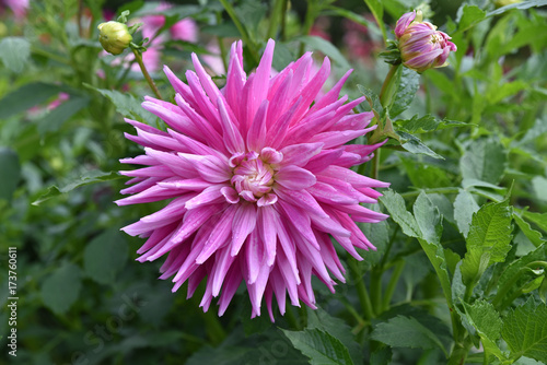 Fototapeta Naklejka Na Ścianę i Meble -  Dahlia cactus rose en été au jardin
