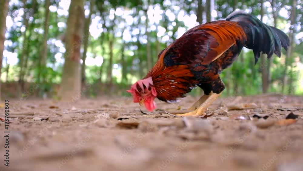 Red rooster chicken enjoy eatting rice from the ground in farmland. Red rooster chicken enjoy eatting rice from the ground in farmland.