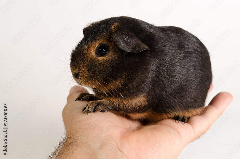 Guinea Pig Guinea Pig