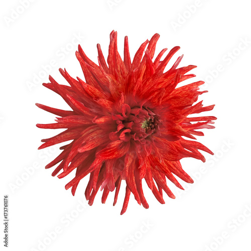 Fototapeta Naklejka Na Ścianę i Meble -  dahlia red isolate on white background