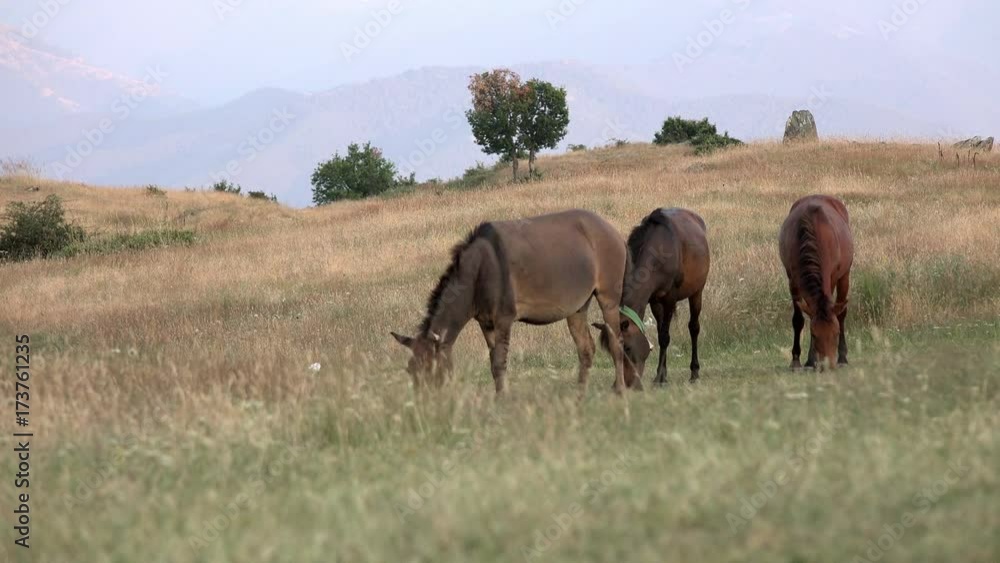 Wild horses grazing at grass meadow on high mountain altitude Wild horses grazing at grass meadow on high mountain altitude