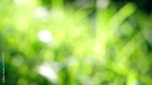 Beautiful abstract out of focus. green nature background, Sun shine though the green leafs. moving boke