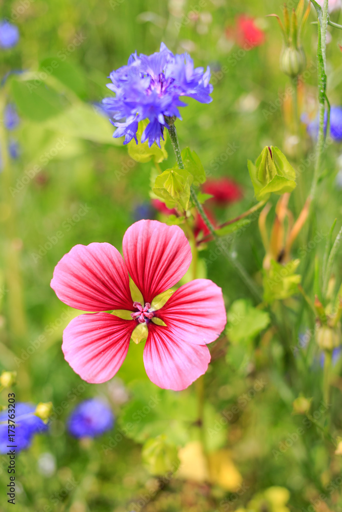 Fototapeta premium Sommerblumen mit Trichtermalve Malope trifida