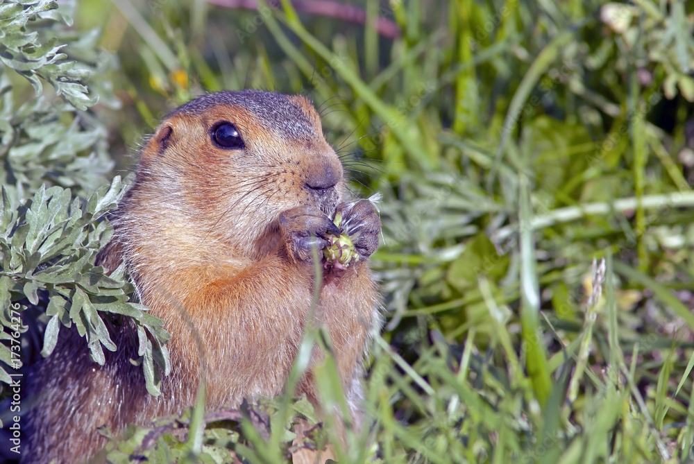 cute little gopher sitting on a green meadow cute little gopher sitting on a green meadow