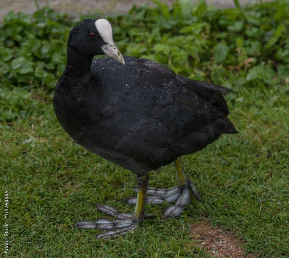 American coot with scales on feet American coot with scales on feet