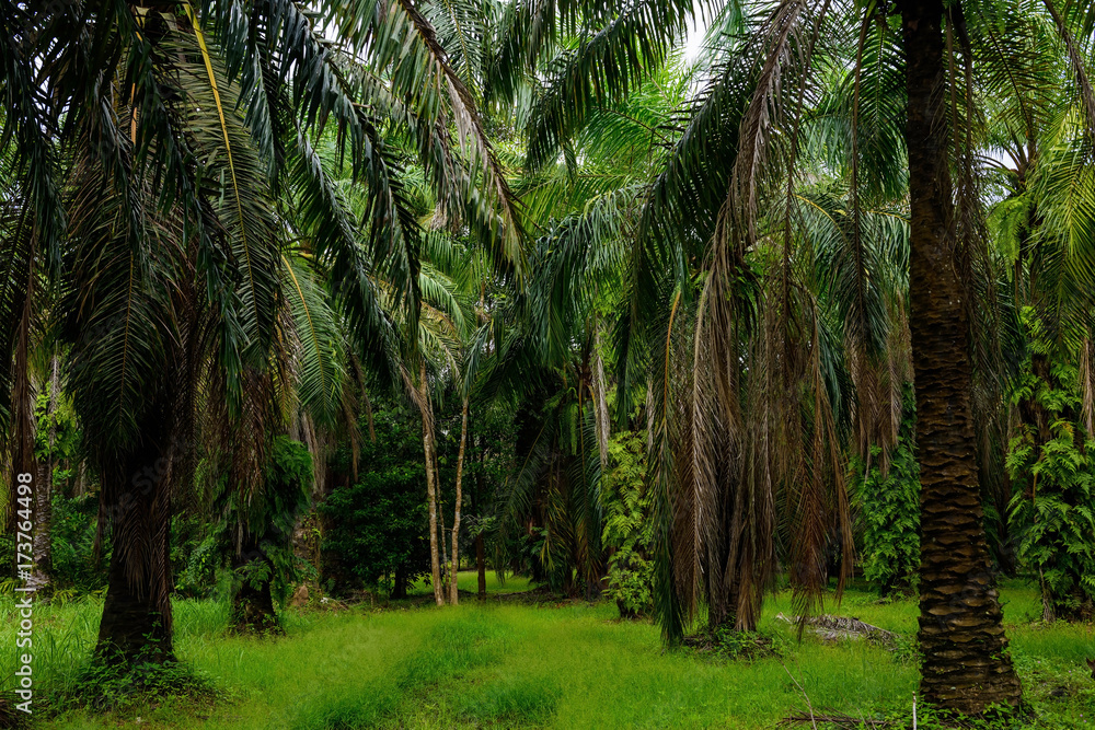 Palm Trees plantation at farm Palm Trees plantation at farm