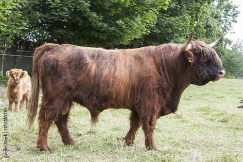 bull the Highlander cow Scotland. 