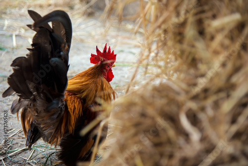 Chicken portrait with rice straw foreground