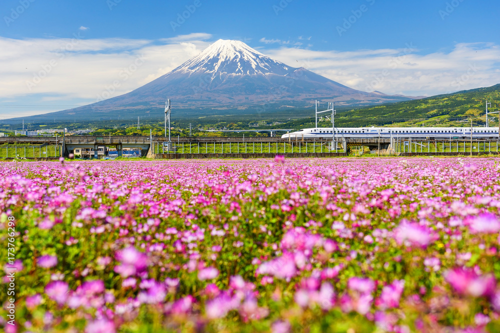 Naklejka premium Shinkansen na górze Fuji i Shibazakura, Shizuoka