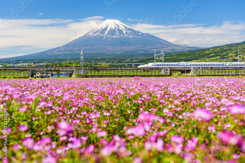 Fototapeta Naklejka Na Ścianę i Meble -  Shinkansen at mount Fuji and Shibazakura, Shizuoka