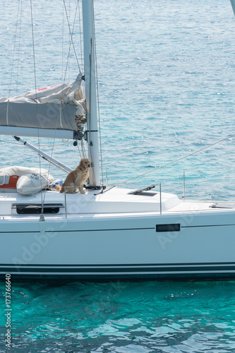 A sailing yacht under way on tropical sea. A dog sits on the deck