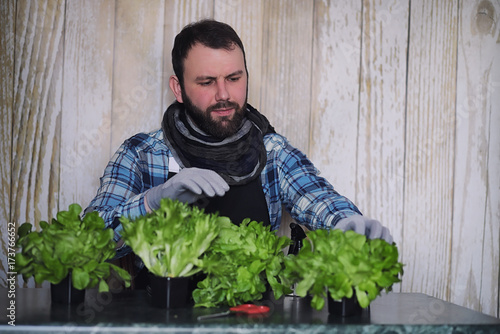 farmer grows fresh lettuce leaves for the preparation of tasty dishes © alexkich